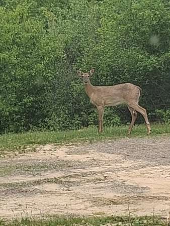 24.5 Acres of Land for Sale in Black River Falls, Wisconsin