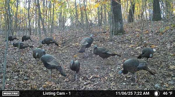 98 Acres of Land for Sale in Flippin, Arkansas