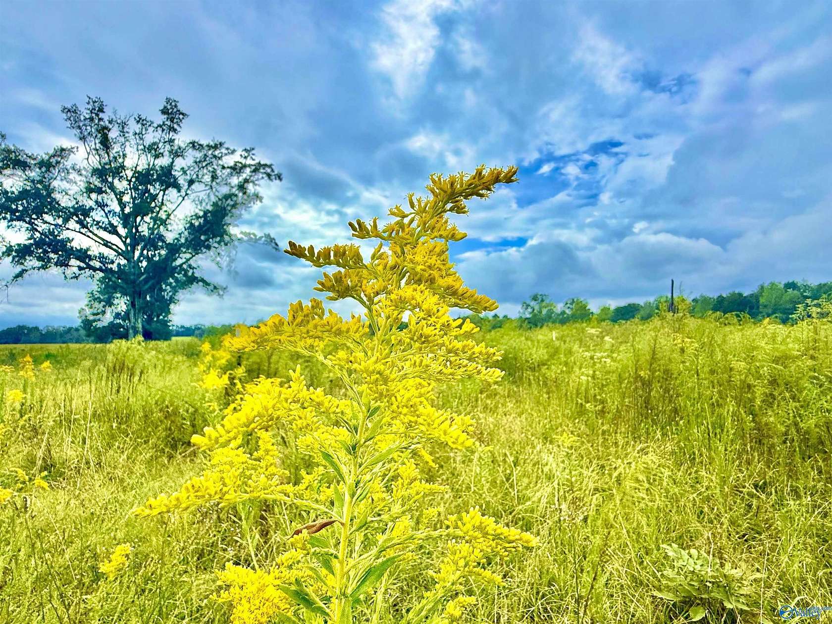 85 Acres of Recreational Land & Farm for Sale in Moulton, Alabama