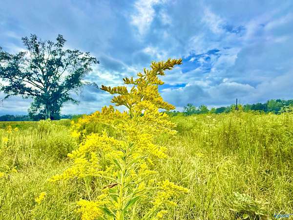 85 Acres of Recreational Land & Farm for Sale in Moulton, Alabama