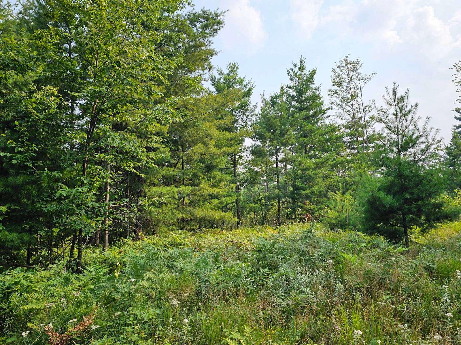 9.1 Acres of Land for Sale in Barnes Town, Wisconsin