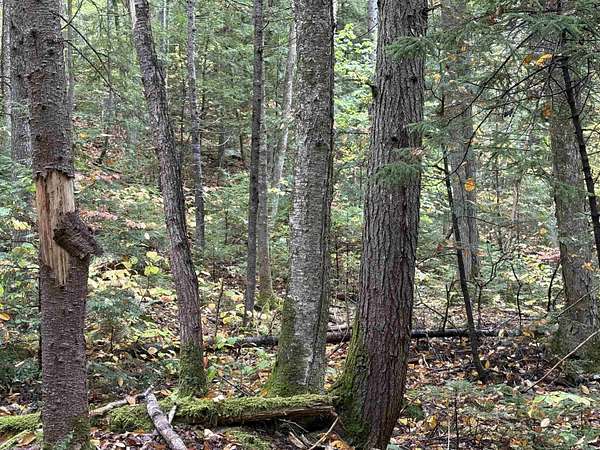 15 Acres of Land for Sale in Warren, New Hampshire