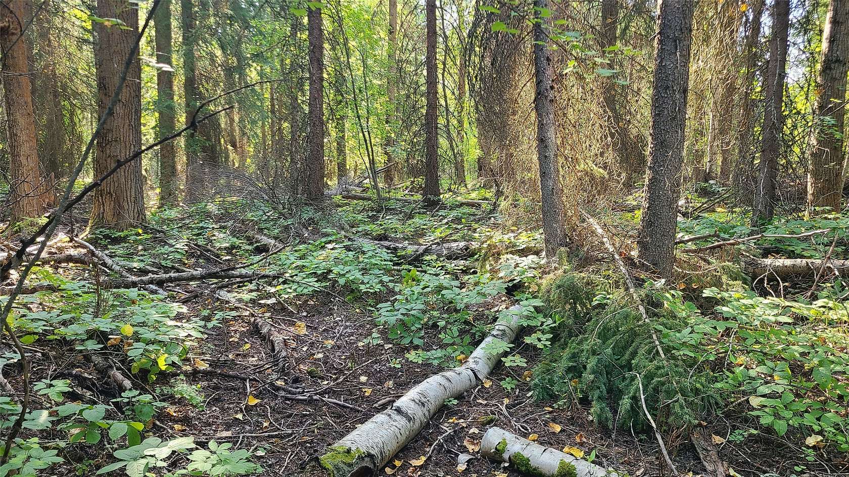 2.52 Acres of Land for Sale in Columbia Falls, Montana