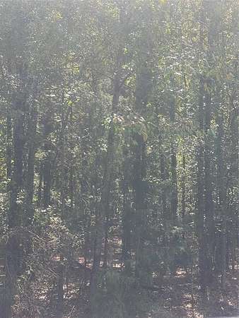5 Acres of Residential Land for Sale in Oil City, Louisiana