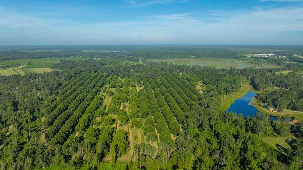 59 Acres of Land for Auction in Lakeland, Georgia