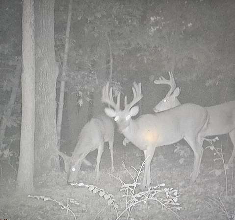 9.2 Acres of Land with Home for Sale in Miller, Missouri