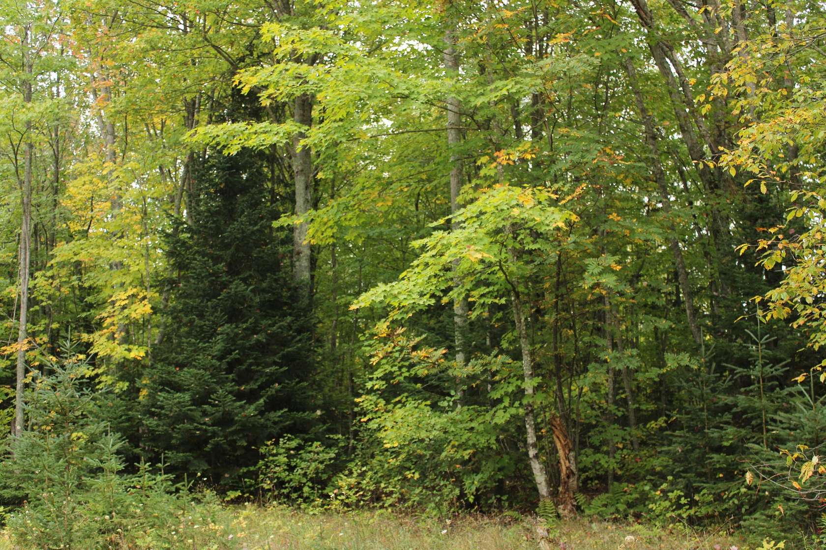 20 Acres of Recreational Land for Sale in Grand Marais, Michigan