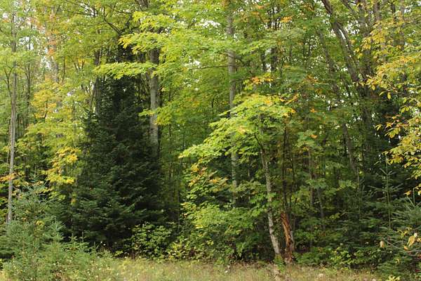 20 Acres of Recreational Land for Sale in Grand Marais, Michigan