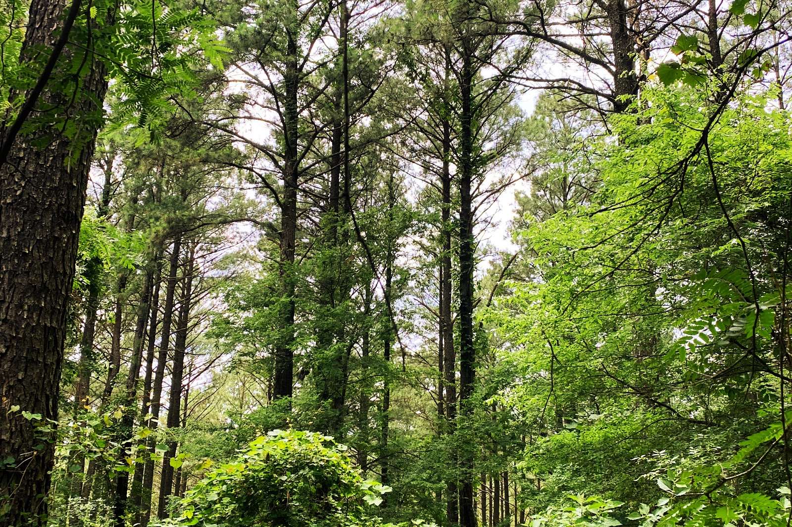 5 Acres of Land for Sale in Hochatown, Oklahoma