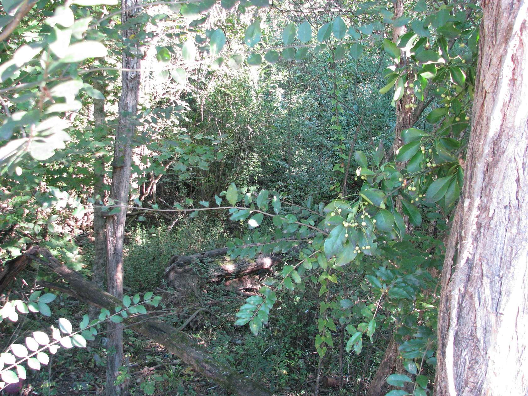 0.49 Acres of Land for Sale in McEwen, Tennessee