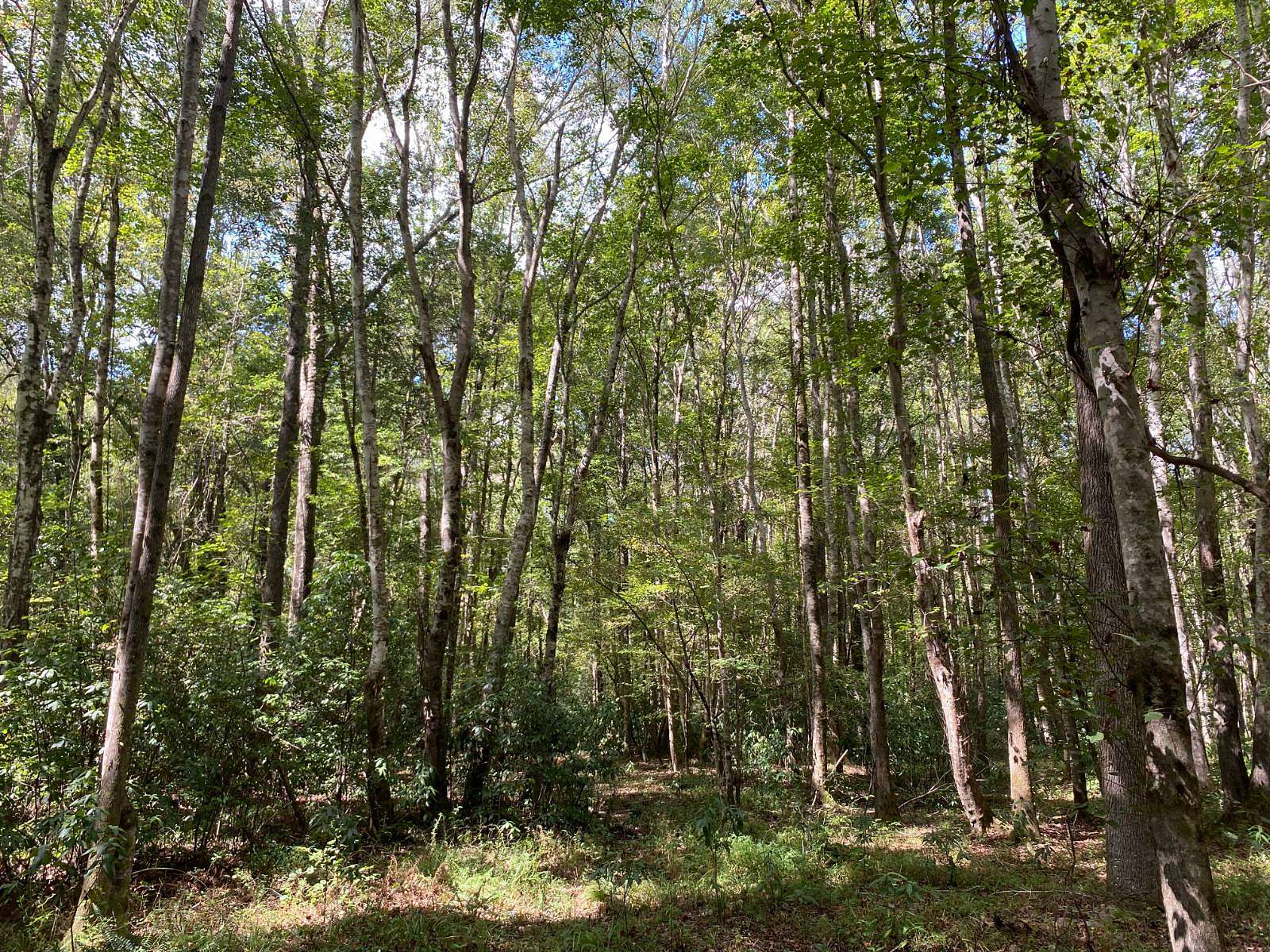 92 Acres of Recreational Land for Sale in Brent, Alabama