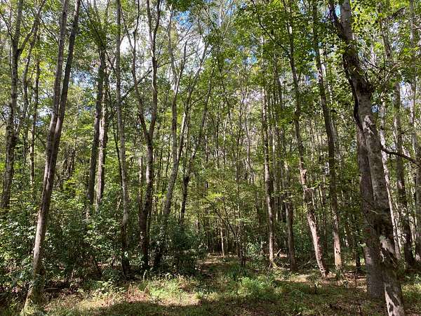 92 Acres of Recreational Land for Sale in Brent, Alabama