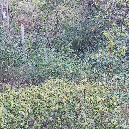 0.03 Acres of Residential Land for Sale in Theodosia, Missouri