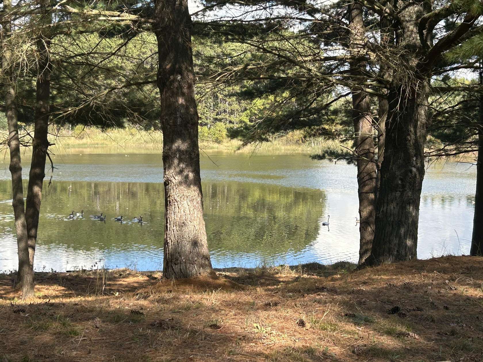 0.59 Acres of Residential Land for Sale in Stanwood, Michigan