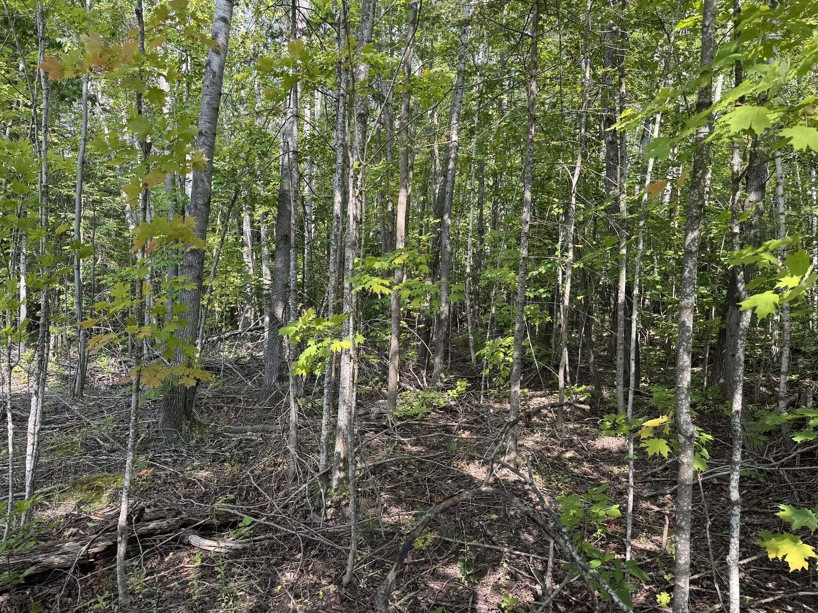 89.1 Acres of Recreational Land for Sale in Levering, Michigan