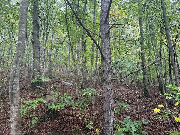 42.1 Acres of Recreational Land for Sale in Palmer, Tennessee