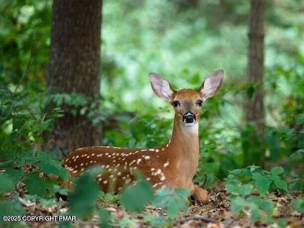 1 Acre of Residential Land for Sale in Tobyhanna, Pennsylvania