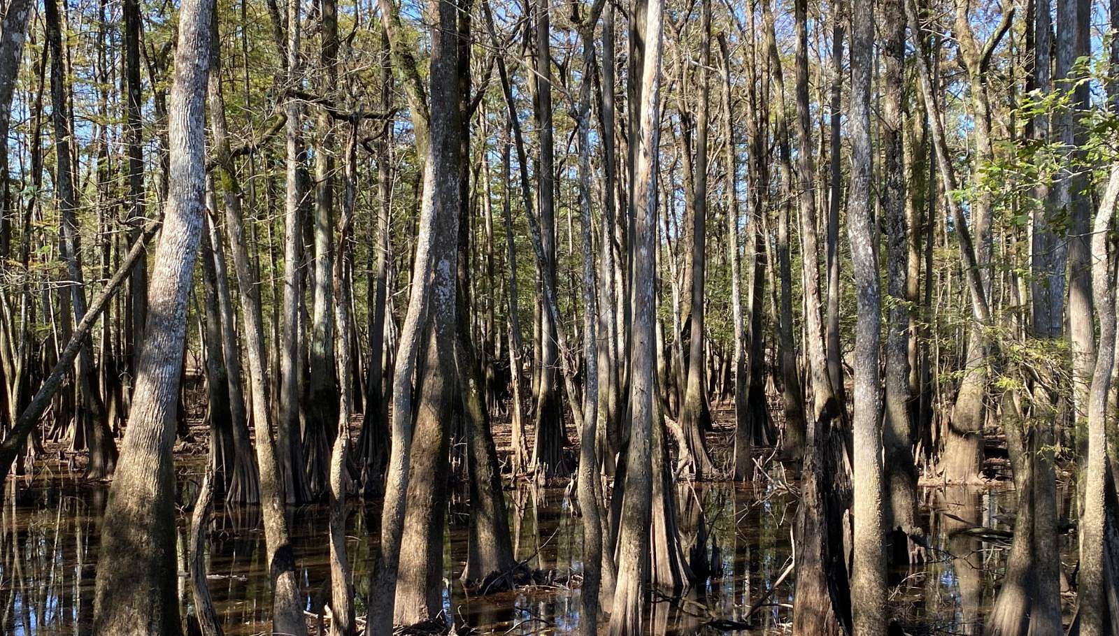 360 Acres of Recreational Land for Sale in Tensaw, Alabama