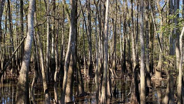 360 Acres of Recreational Land for Sale in Tensaw, Alabama