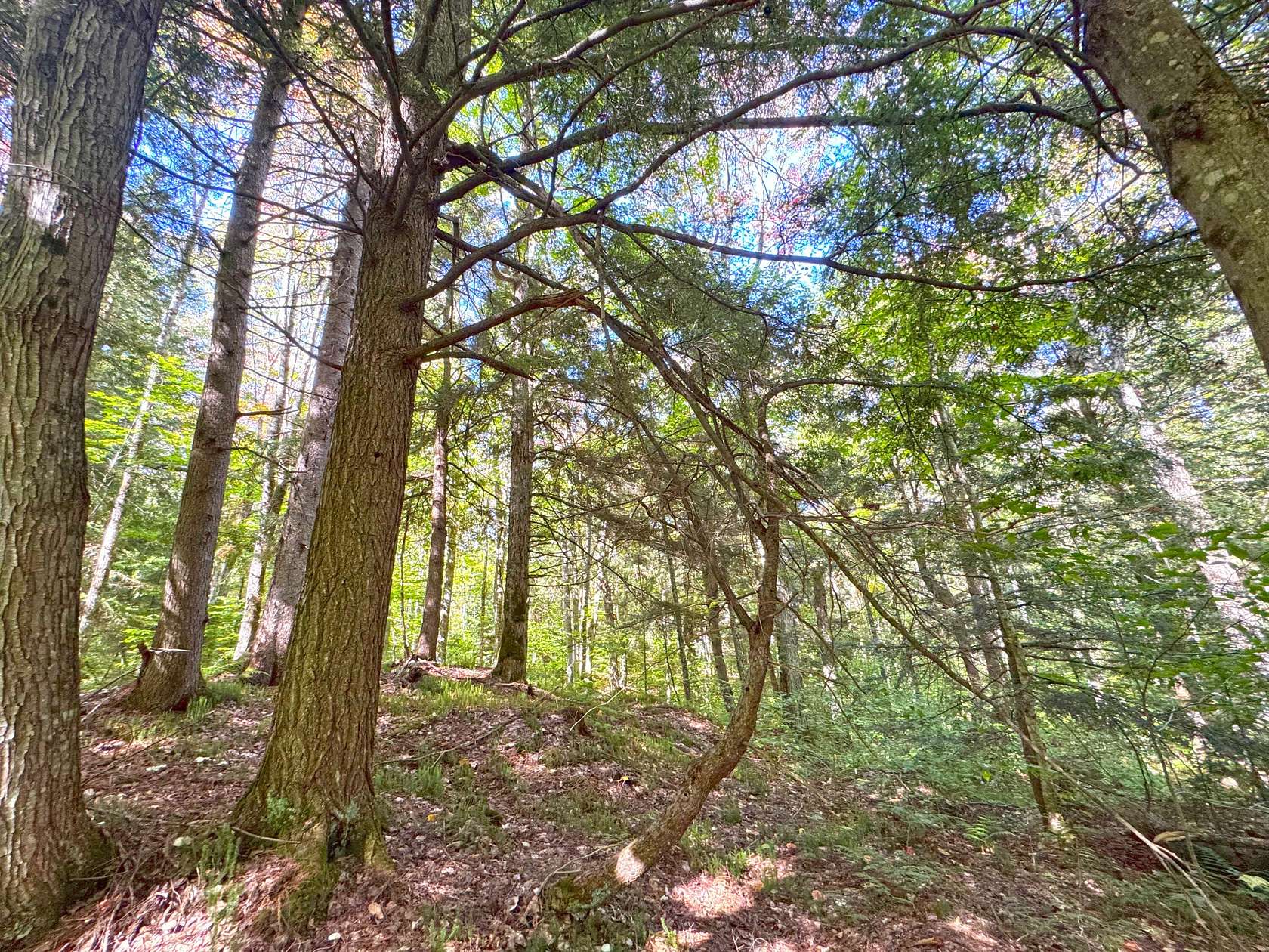 40 Acres of Recreational Land for Sale in Paradise, Michigan