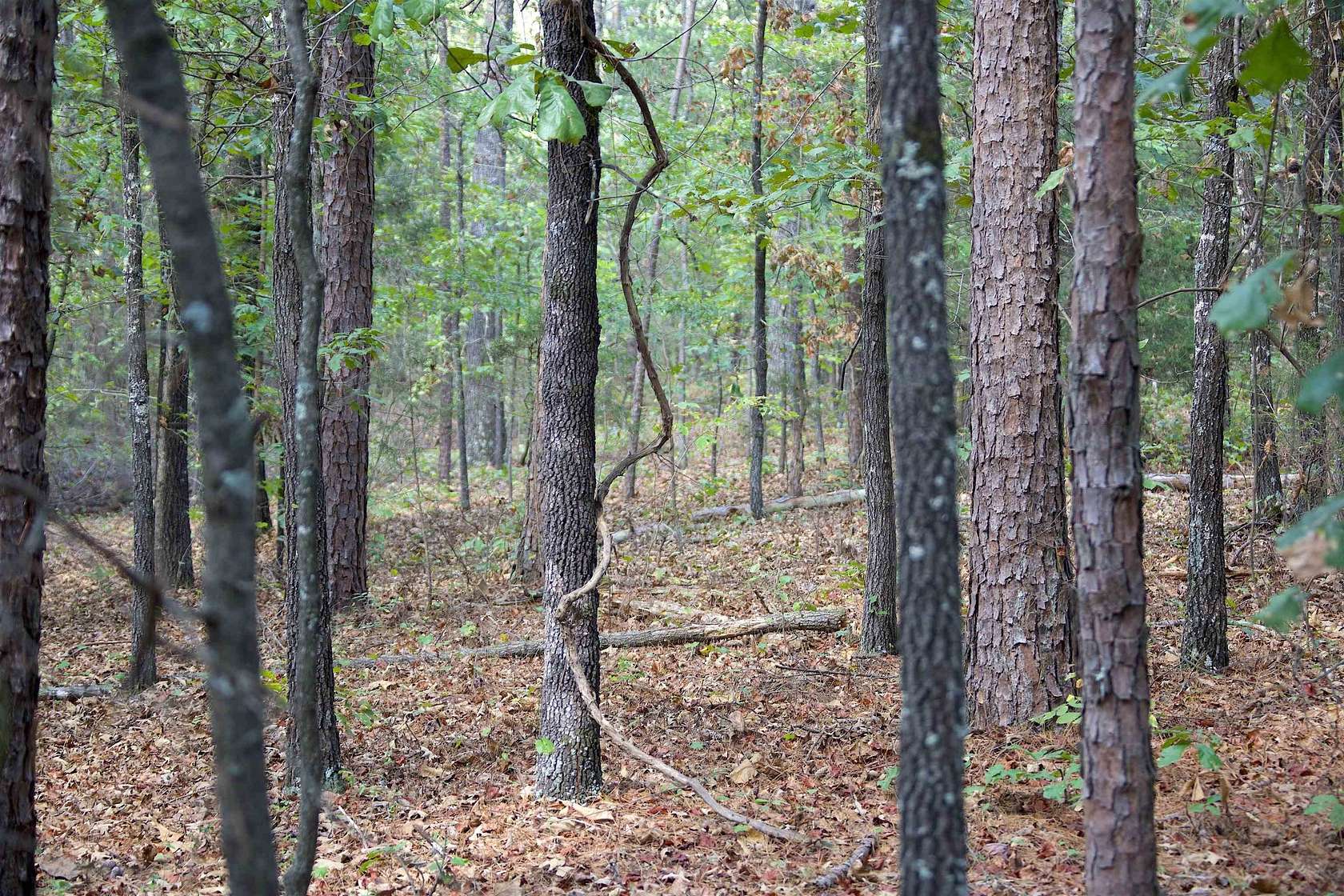 23.9 Acres of Recreational & Residential Land for Sale in Grand Junction, Tennessee