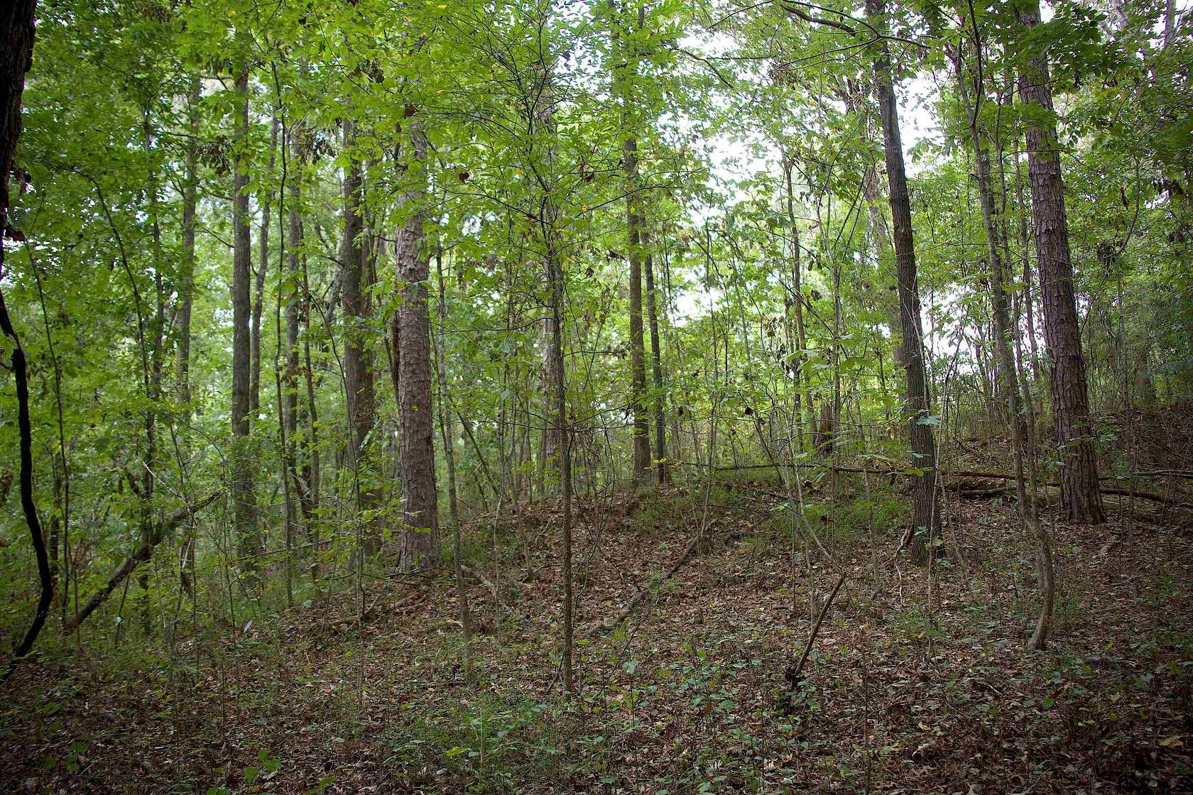 23.9 Acres of Recreational & Residential Land for Sale in Grand Junction, Tennessee