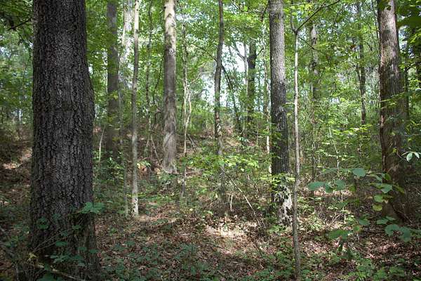 23.9 Acres of Recreational Land for Sale in Grand Junction, Tennessee