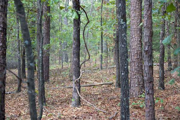 23.9 Acres of Recreational & Residential Land for Sale in Grand Junction, Tennessee