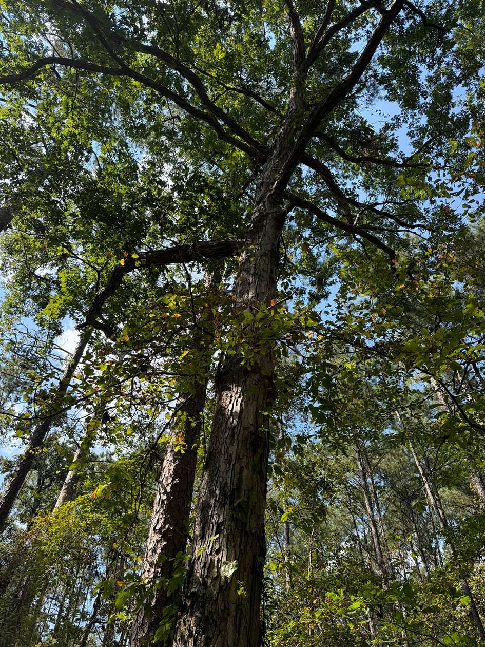 73 Acres of Recreational Land & Farm for Sale in Raleigh, Mississippi