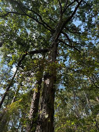 73 Acres of Recreational Land for Sale in Raleigh, Mississippi