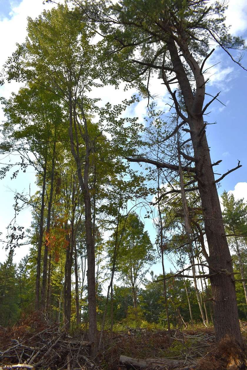 1.3 Acres of Residential Land for Sale in Wolverine, Michigan