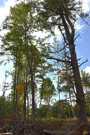 1.3 Acres of Residential Land for Sale in Wolverine, Michigan