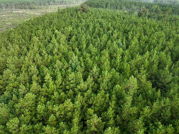 160 Acres of Recreational Land for Sale in Robeline, Louisiana