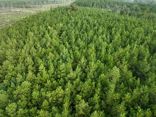 160 Acres of Recreational Land for Sale in Robeline, Louisiana