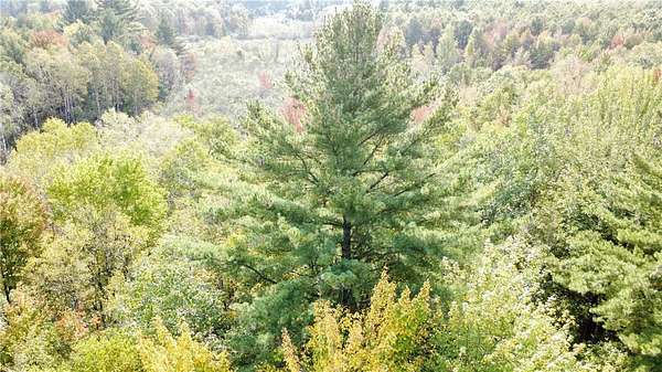40 Acres of Recreational Land for Sale in Granton, Wisconsin