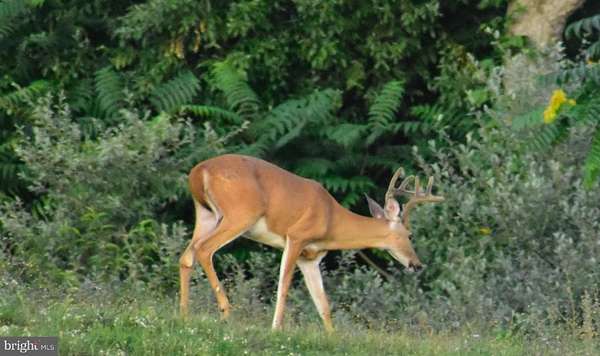 158 Acres of Recreational Land for Sale in Winchester, Virginia