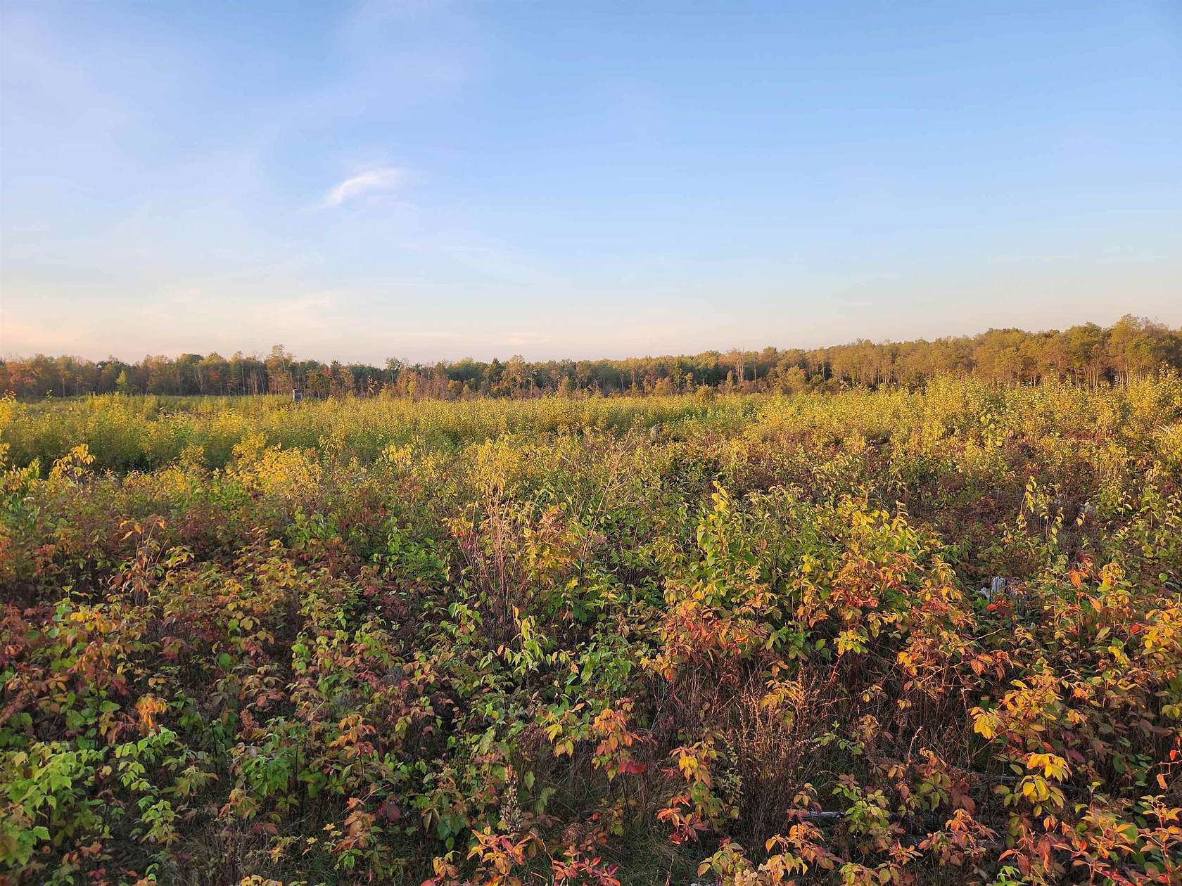 40 Acres of Recreational Land for Sale in Harrison, Michigan