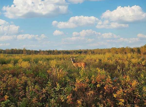 40 Acres of Recreational & Residential Land for Sale in Harrison, Michigan
