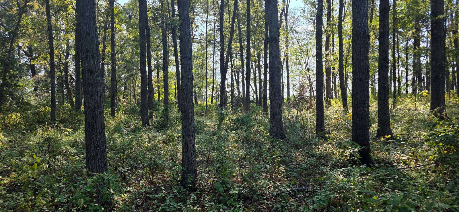 2 Acres of Residential Land for Sale in Fairfield, Illinois