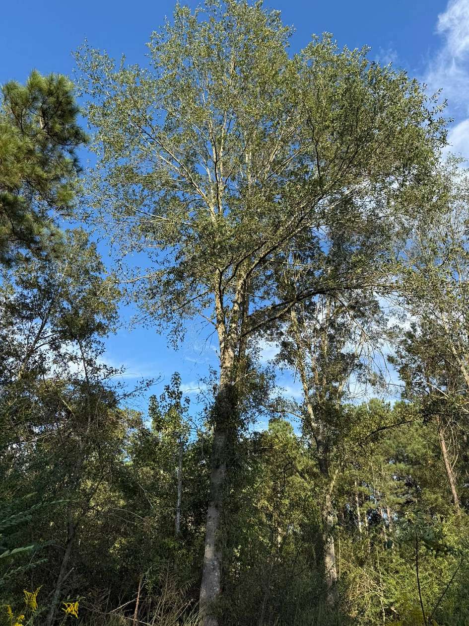 51.5 Acres of Recreational Land for Sale in Conehatta, Mississippi