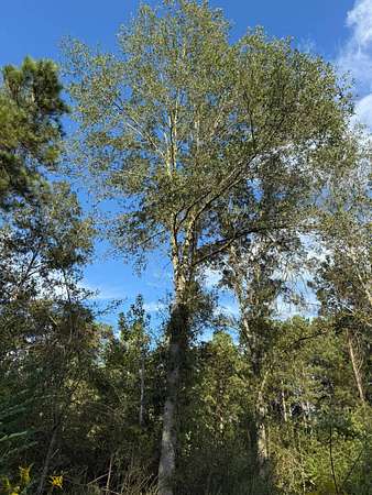 51.5 Acres of Recreational Land for Sale in Conehatta, Mississippi