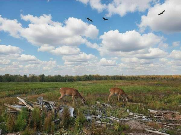 40 Acres of Recreational & Residential Land for Sale in Harrison, Michigan