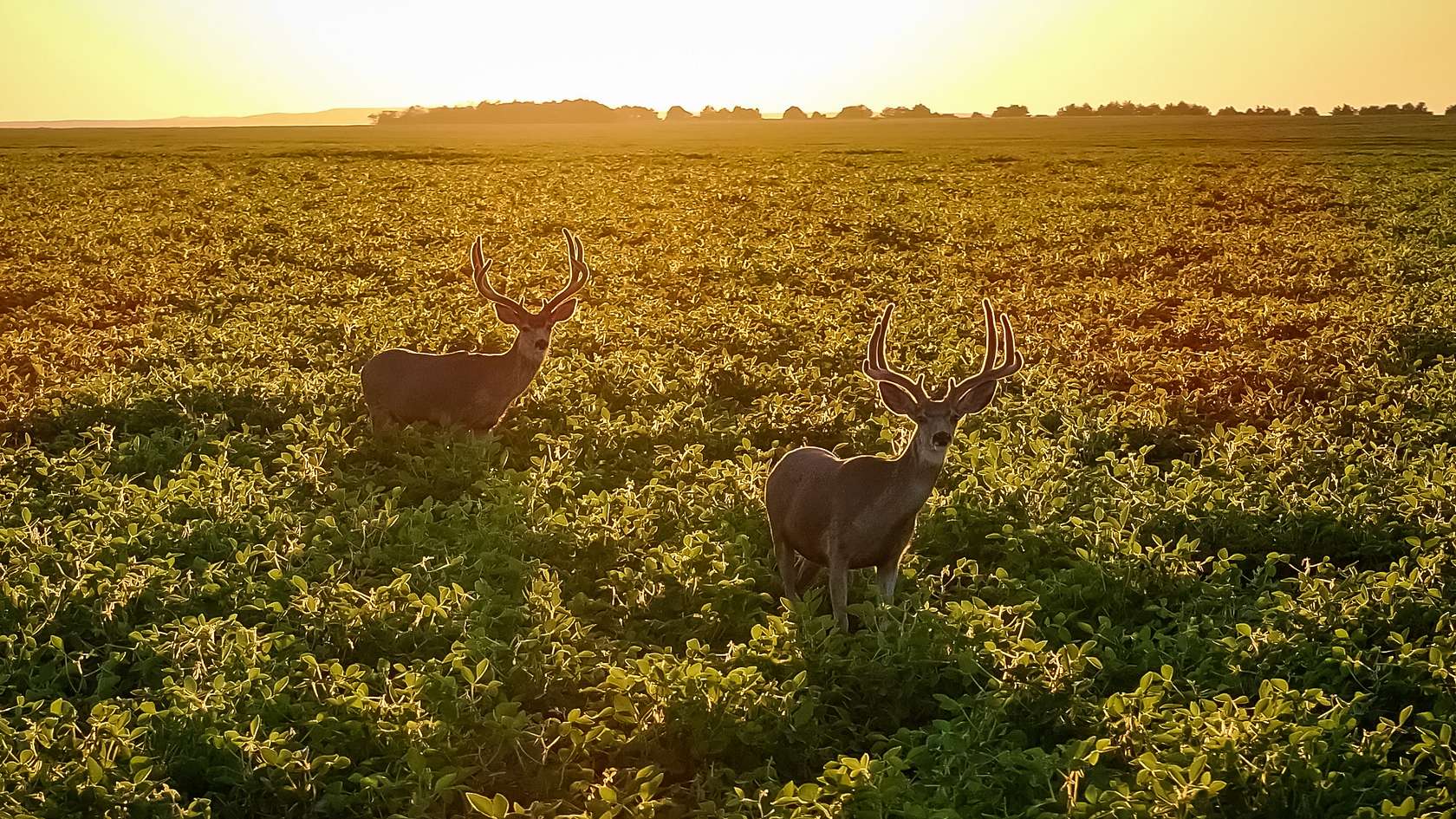 900 Acres of Recreational Land & Farm for Sale in Pierre, South Dakota