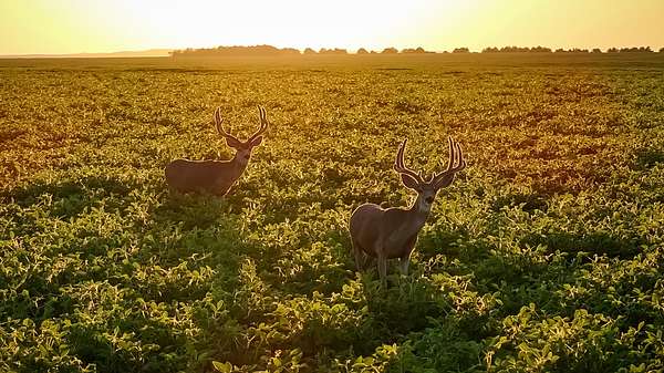 900 Acres of Recreational Land & Farm for Sale in Pierre, South Dakota