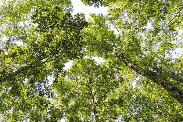 18 Acres of Land for Sale in Dresden, Tennessee