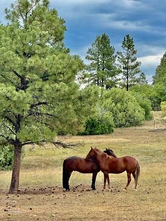10 Acres of Land for Sale in Chama, New Mexico