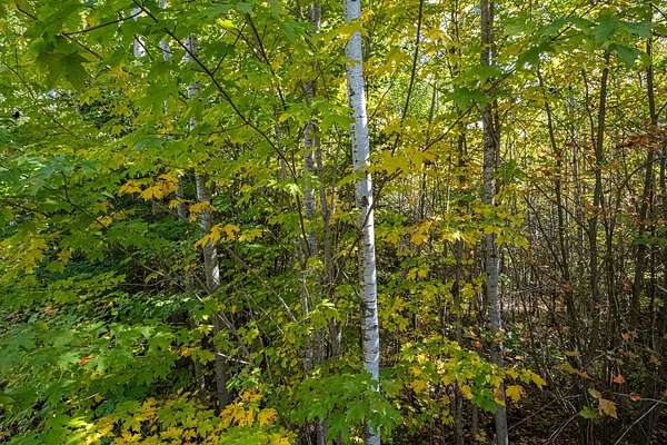 10 Acres of Recreational Land for Sale in Winchester, Wisconsin