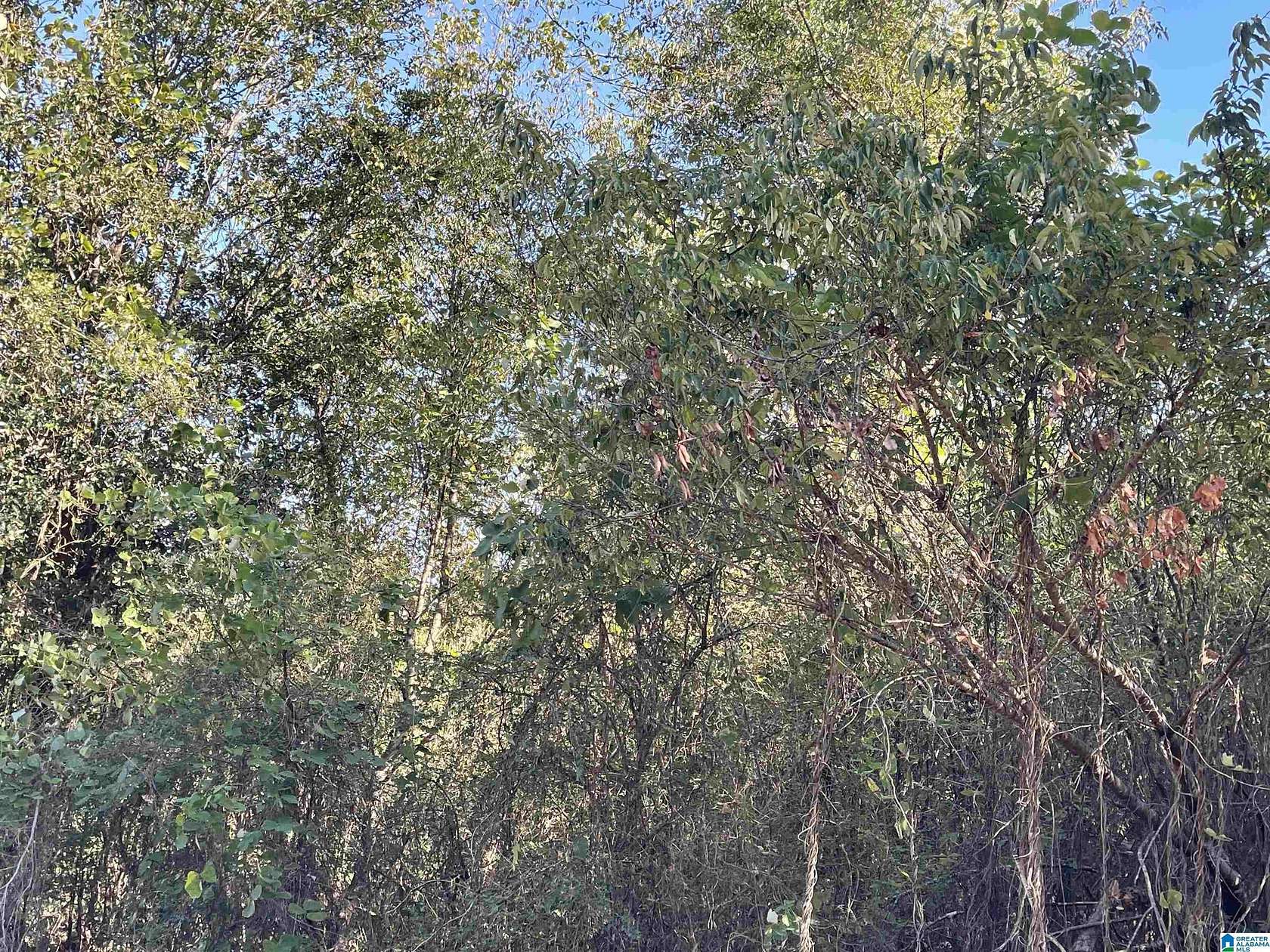 12.5 Acres of Land for Sale in Talladega, Alabama