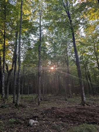 20 Acres of Recreational Land for Sale in Catawba, Wisconsin