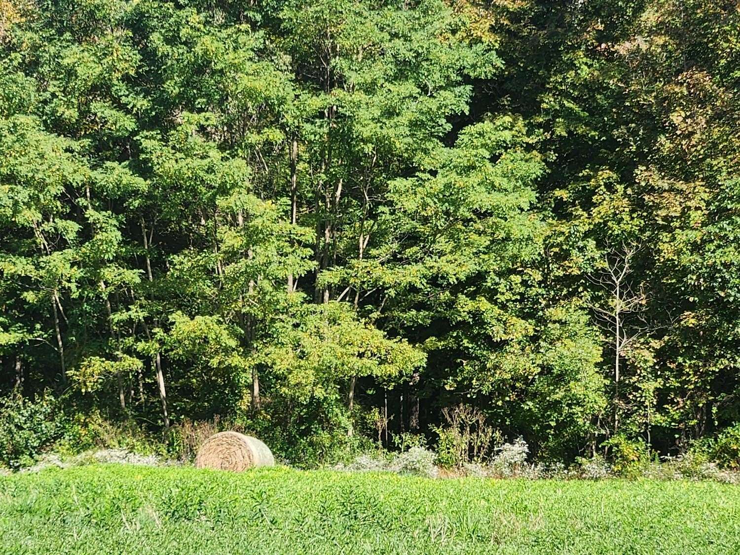 26.7 Acres of Recreational Land for Sale in Milan, Indiana